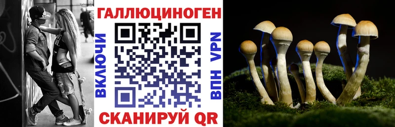 где найти   Белоусово  Галлюциногенные грибы Psilocybine cubensis 